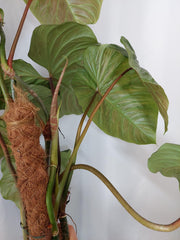 Philodendron Majestic groß