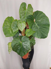 Philodendron Majestic groß