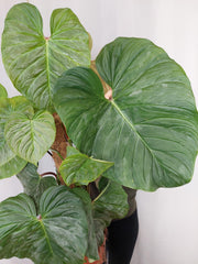 Philodendron Majestic groß
