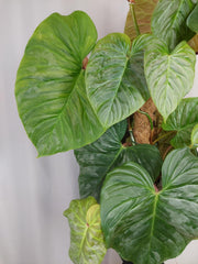 Philodendron Majestic groß