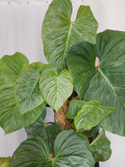 Philodendron Majestic groß