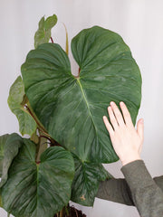 Philodendron Majestic groß