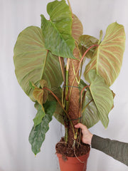 Philodendron Majestic groß
