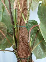 Philodendron Majestic groß