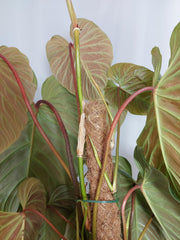 Philodendron Majestic groß