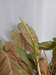 Philodendron Majestic groß