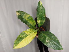 Dieffenbachia Big Ben Variegata
