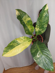 Dieffenbachia Big Ben Variegata