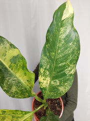 Dieffenbachia Big Ben Variegata