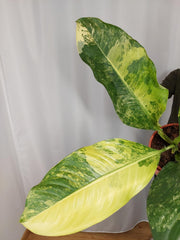 Dieffenbachia Big Ben Variegata