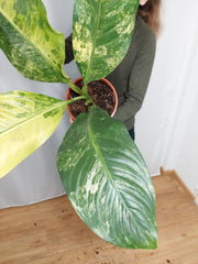 Dieffenbachia Big Ben Variegata