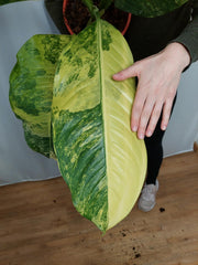 Dieffenbachia Big Ben Variegata