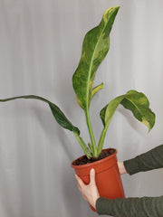 Dieffenbachia Big Ben Variegata