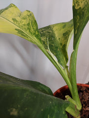 Dieffenbachia Big Ben Variegata