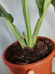 Dieffenbachia Big Ben Variegata