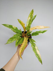 Philodendron Ring of Fire