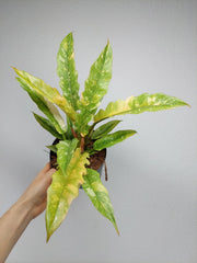Philodendron Ring of Fire