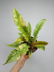 Philodendron Ring of Fire