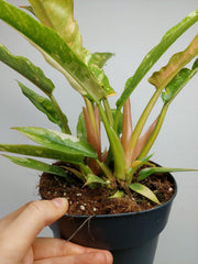 Philodendron Ring of Fire