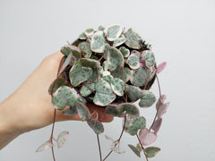 String of Hearts Variegata