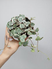 String of Hearts Variegata