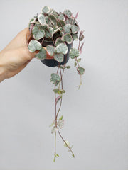 String of Hearts Variegata