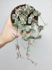 String of Hearts Variegata