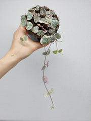 String of Hearts Variegata