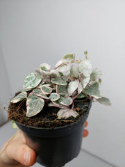 String of Hearts Variegata