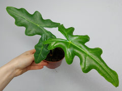 Alocasia Portei