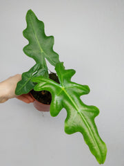 Alocasia Portei
