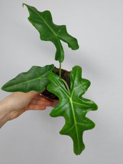 Alocasia Portei