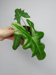 Alocasia Portei