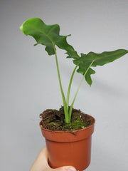 Alocasia Portei
