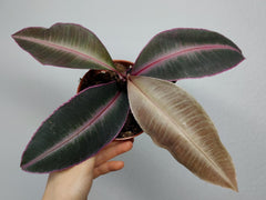 Labisia Pumila