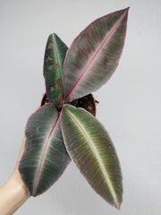 Labisia Pumila