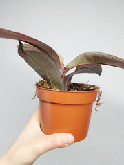 Labisia Pumila