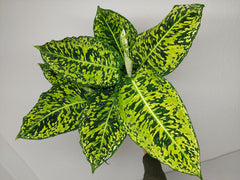 Dieffenbachia Reflector
