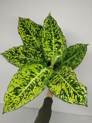 Dieffenbachia Reflector