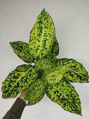Dieffenbachia Reflector