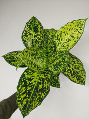 Dieffenbachia Reflector