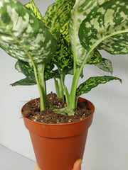Dieffenbachia Reflector