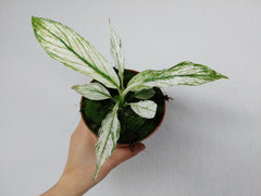 Spathiphyllum Sensation Variegata