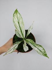 Spathiphyllum Sensation Variegata