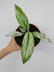 Spathiphyllum Sensation Variegata