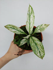 Spathiphyllum Sensation Variegata