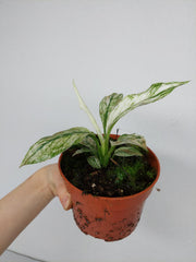 Spathiphyllum Sensation Variegata