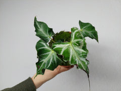 Alocasia Loco