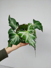 Alocasia Loco