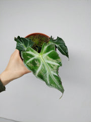 Alocasia Loco